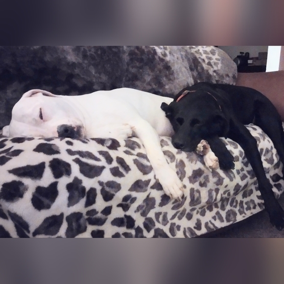 ππBuy One Get One π Rescue - Foster Support ππ - Picture 5 of 6